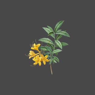 Vintage Yellow Azalea Botanical Illustration T-Shirt