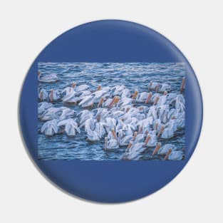 American White Pelicans Early Morning Feeding Pin
