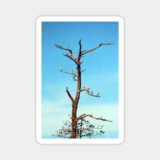 Ibises On Bare Tree Magnet