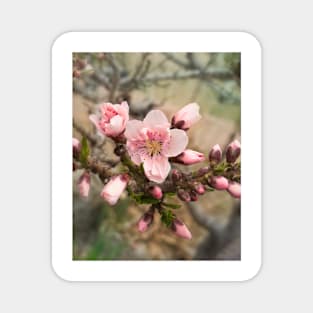 Spring Peach Tree Blossoms photograph Magnet
