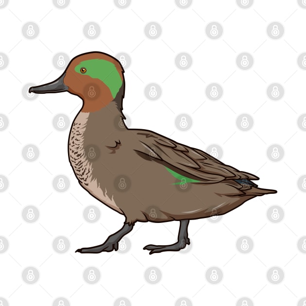 Drawing of Eurasian Teal by Modern Medieval Design