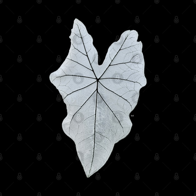 leaf by Wolf Art / Swiss Artwork Photography