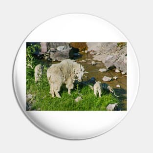 Glacier National Park and Rocky Mountain Sheep Pin