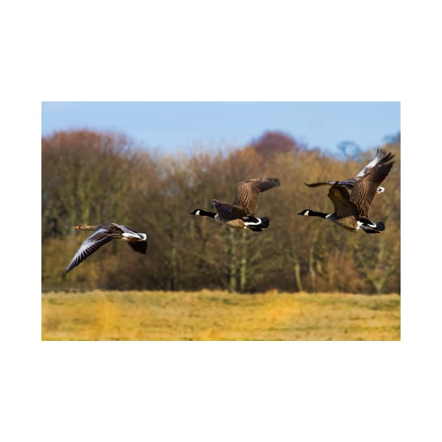 Geese in flight by Violaman