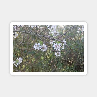 Almond tree branches and flowers Magnet