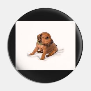 Miniature Pinscher puppy Pin