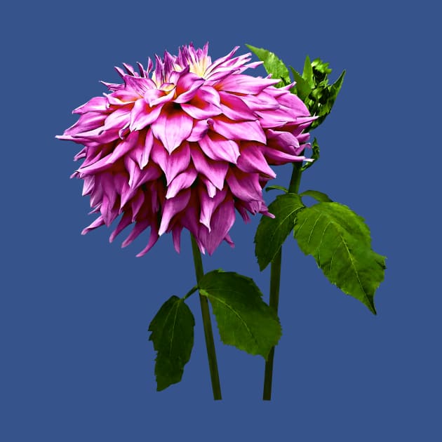 One Pink Dahlia and Buds by SusanSavad