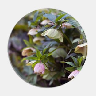 Hellebores Pin