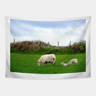 Sheep on Aughris Coastal Walk, Co. Sligo, Ireland Tapestry