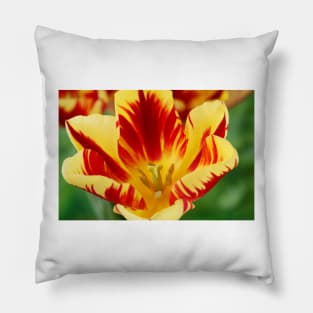 Tulipa 'Helmar' Tulip Triumph Group Pillow