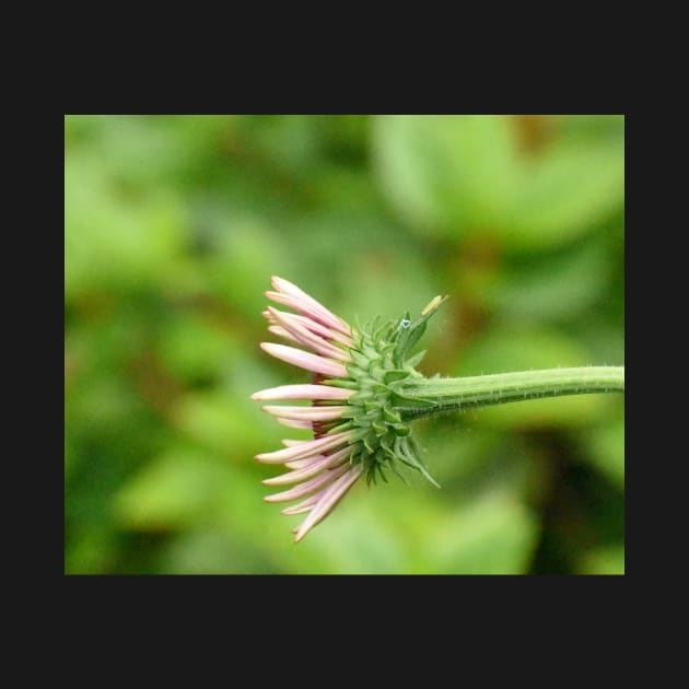 Coneflower by ToniaDelozier