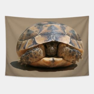 Young Spur Thighed Tortoise Looking Out of Its Shell Cut Out Tapestry