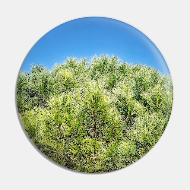 green pine and blue sky Pin by psychoshadow