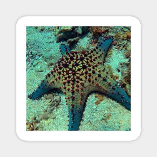 Chocolate Chip Sea Star Magnet