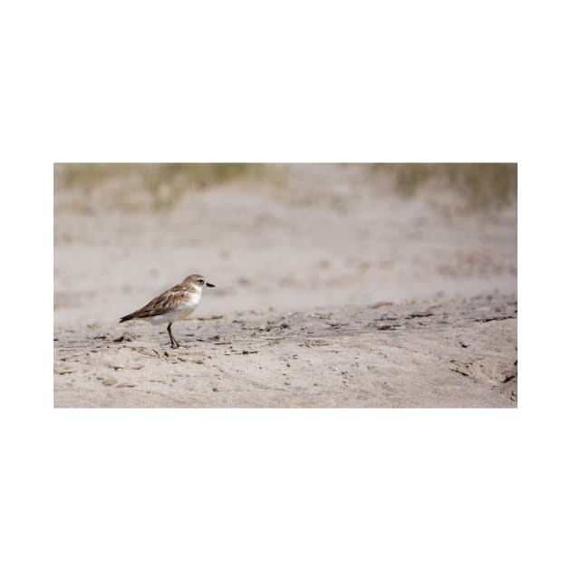 Dotterel, New Zealand. by sma1050