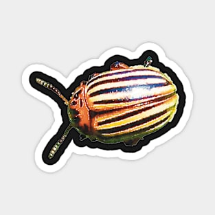 Potato Beetle Magnet