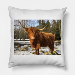 Scottish Highland Cattle Cow 2298 Pillow