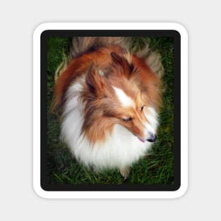 Shetland Sheep Dog Magnet