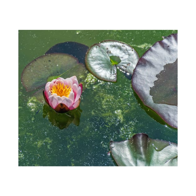 White and pink waterlily by TDArtShop