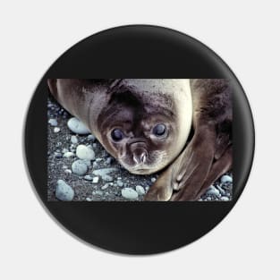 Babies, Nose to Tail. Southern Elephant Seal Pups, Macquarie Island Pin