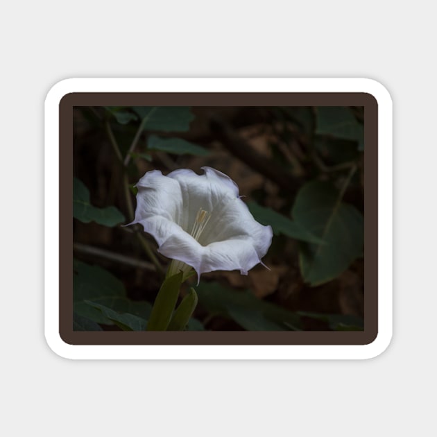 Sacred Datura - White Wildflower Magnet by Debra Martz