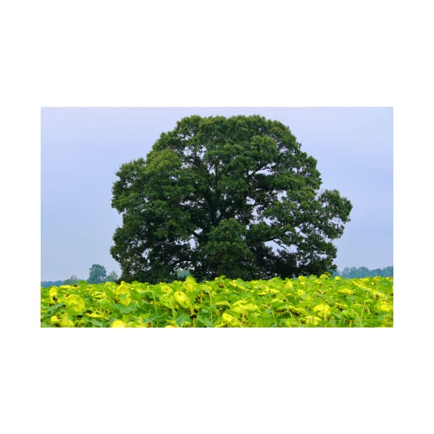 Tree In A Field Of Sunflowers by Cynthia48