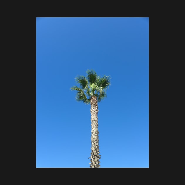 Single Palm Tree with Blue Sky by Sandraartist