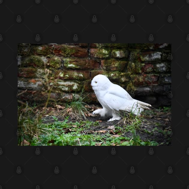 snow owl 2 / Swiss Artwork Photography by RaphaelWolf