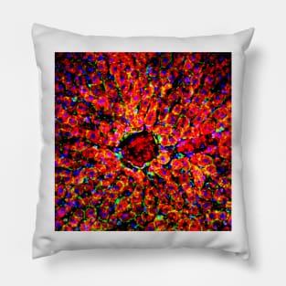 Liver tissue, fluorescence micrograph (C016/8491) Pillow