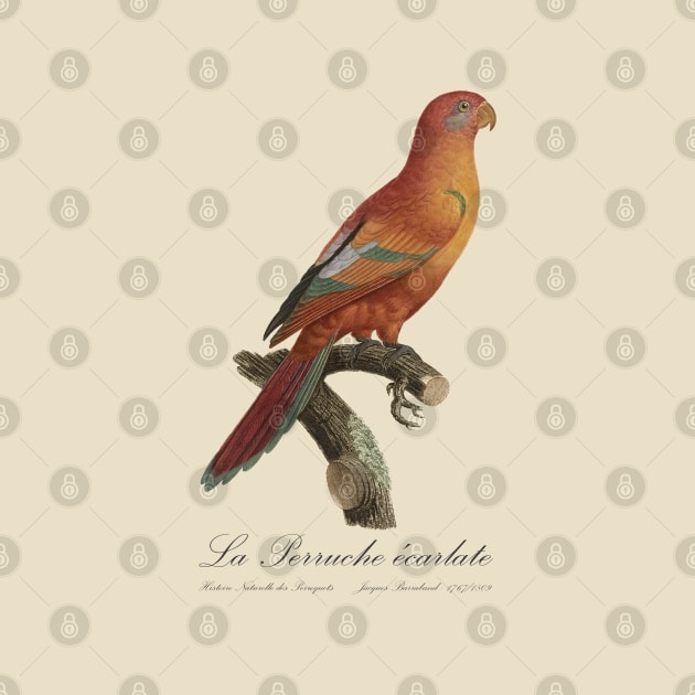 La Perruche Ecarlate Parakeet - Jacques Barraband 19th century Illustration by SPJE Illustration Photography