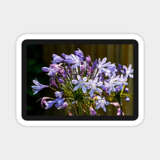 Agapanthus close-up Magnet