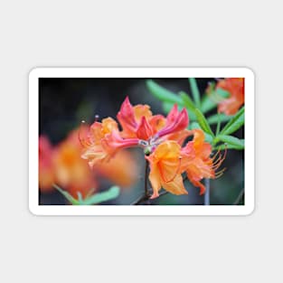 Pink And Peach Wild Azaleas Magnet