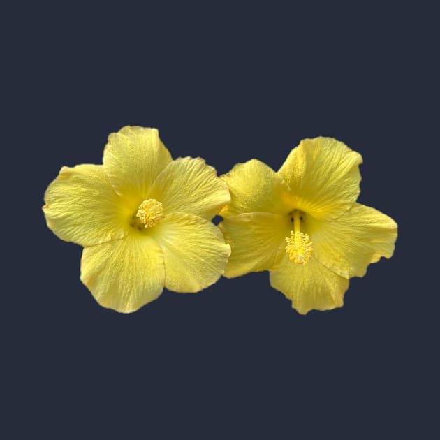 Twin Yellow Hibiscus by Amanda1775