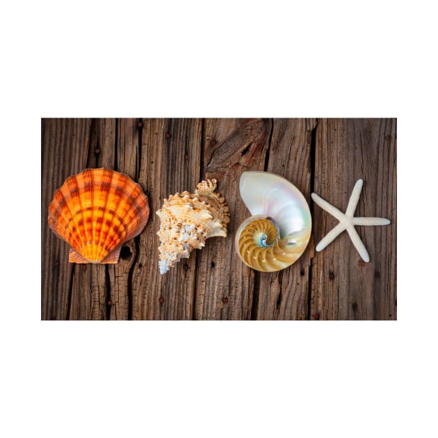 Four Lovely Shells And White Starfish by photogarry