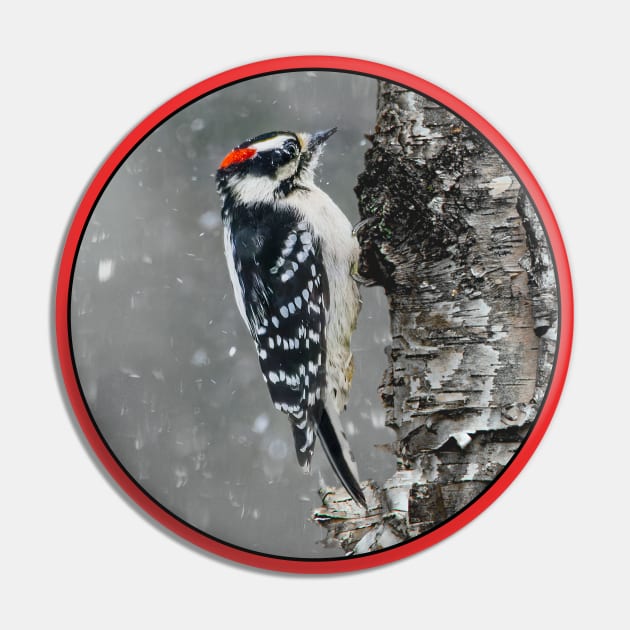 Downy Woodpecker in Snow Photograph Pin by Alpen Designs