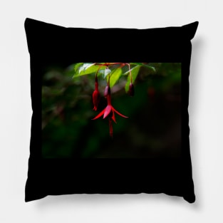 Fushia Pillow