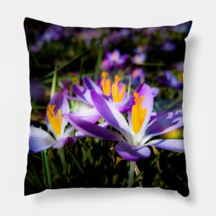 purple flowers, flower meadow, spring, blossoms, floral Pillow