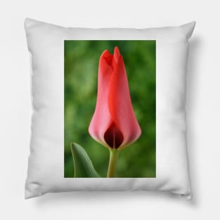 Tulipa  'Marquis de la Coquette'    Greigii Group Tulip Pillow