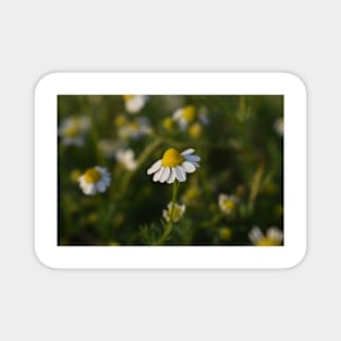 Chamomile on a spring day Magnet