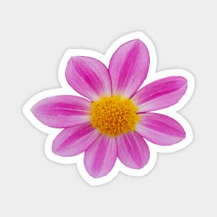 Pink Single Dahlia Flower Magnet