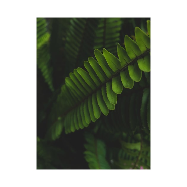 Green leafed plant photo by mydesignontrack