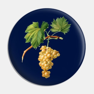 Vintage Botanical Illustration - Grape Vine 009 Pin