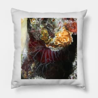 Rough Fileclam Pillow