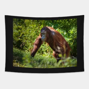 Orangutan in the forest Tapestry