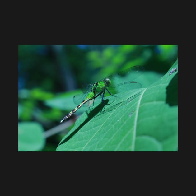 Green Dragonfly Resting on a Leaf by saradaboru