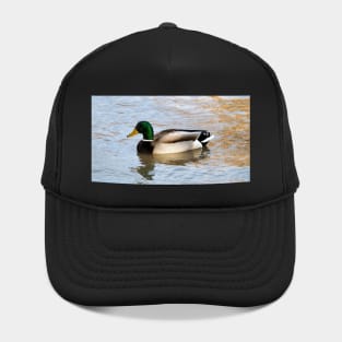 A Male Mallard Duck Swimming Hat