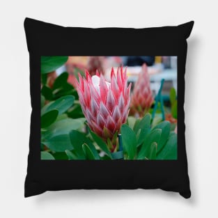 Protea Cynaroides Flower Pillow