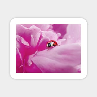 Peony & Ladybug Magnet