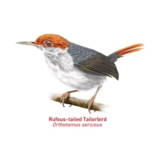 Rufous-tailed Tailorbird | Orthotomus sericeus T-Shirt