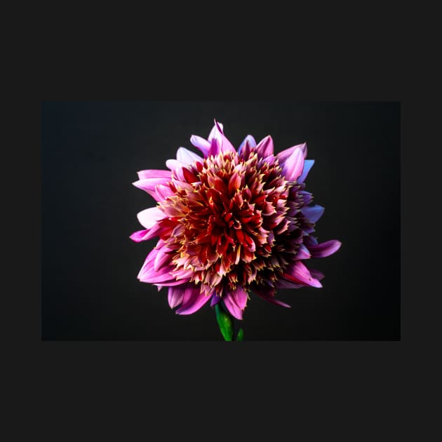 Mambo Dahlia Still LIfe by blossomcophoto